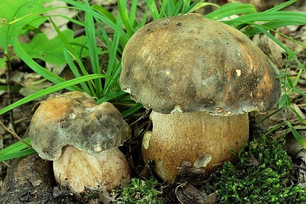 hríb bronzový Boletus aereus Bull. ex Fr.