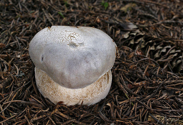 hríb smrekový Boletus edulis Bull.