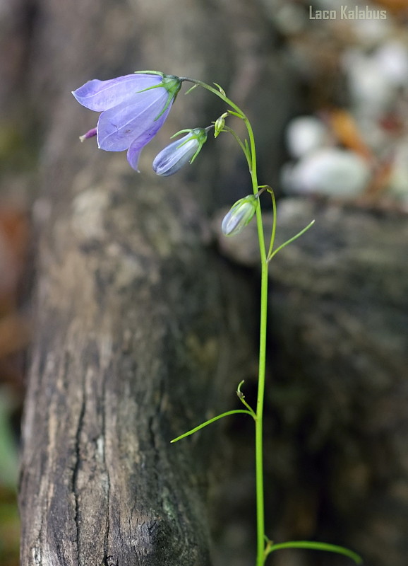 zvonček Campanula sp.