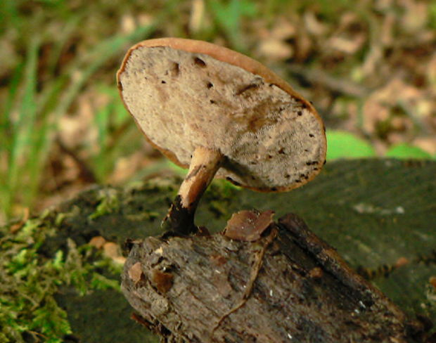 trúdnik premenlivý - choroš měnlivý Cerioporus varius (Pers.) Zmitr. & Kovalenko