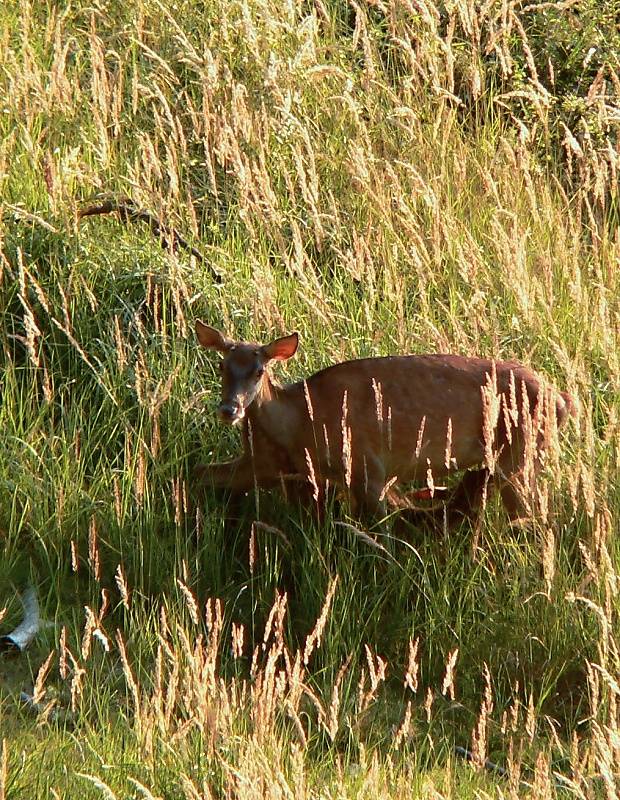 jeleň lesný Cervus elaphus L.