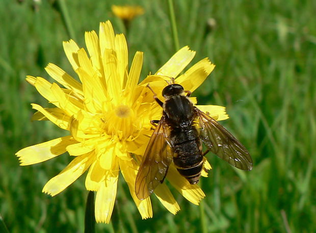 drvohlodka rezavá (cz) Coenomyia ferruginea Scopoli, 1763