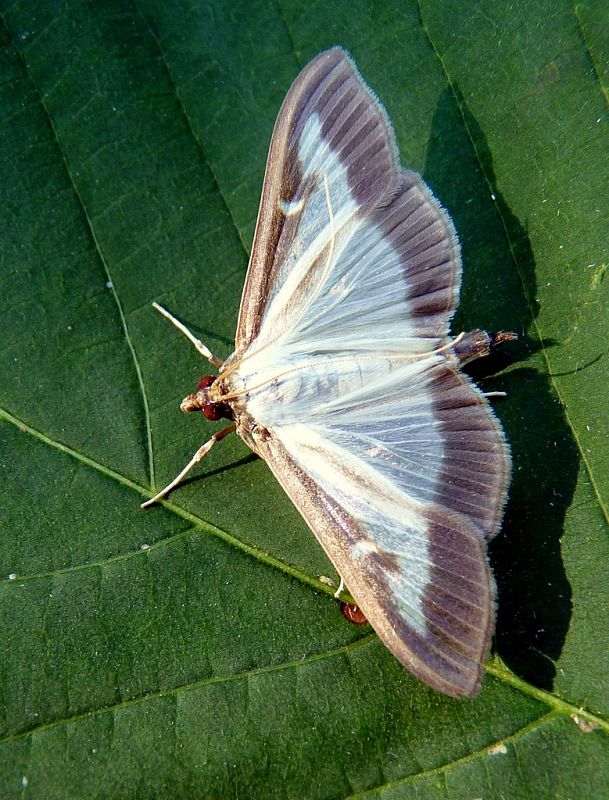 vijačka Cydalima perspectalis