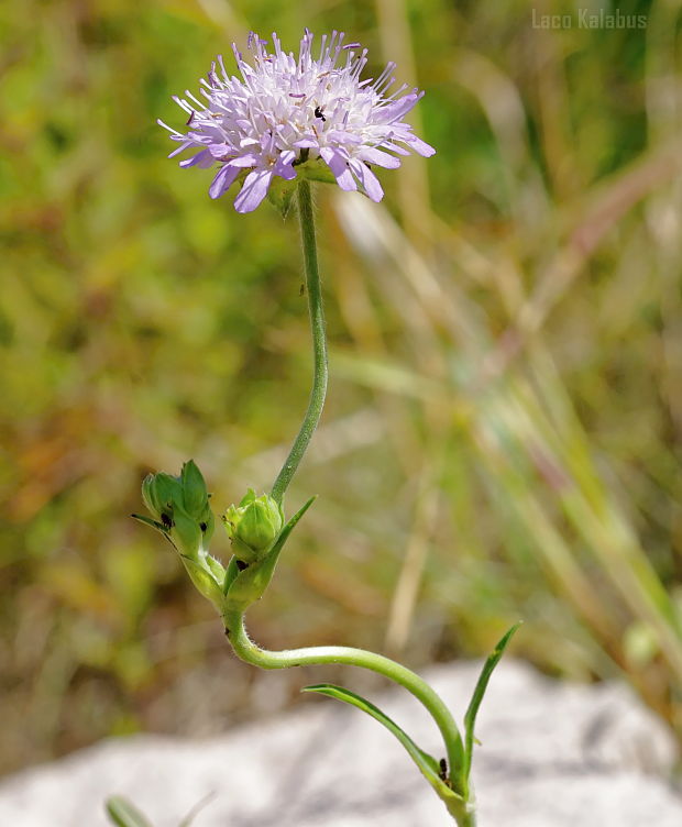 chrastavec roľný Knautia arvensis (L.) Coult.