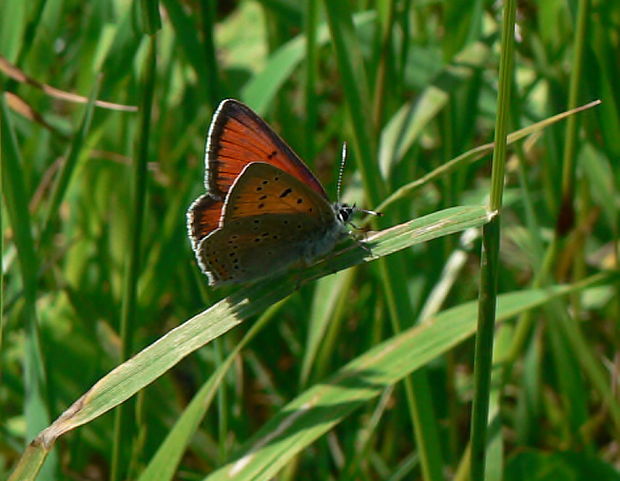 ohniváčik štiavový - ohniváček modrolemý Lycaena hippothoe L., 1761