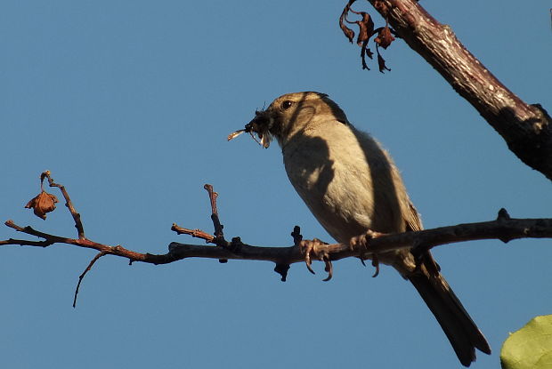 vrabec domácí Passer domesticus