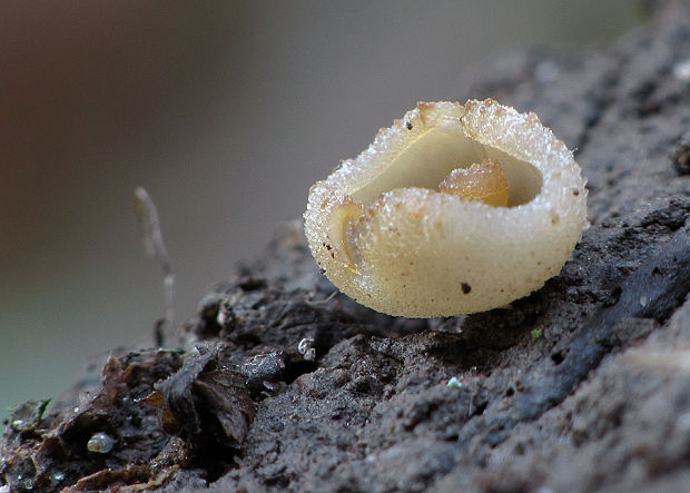 čiaška Peziza sp.