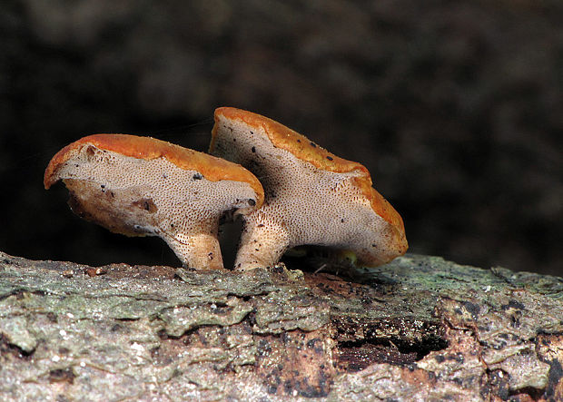 trúdnik Polyporus sp.