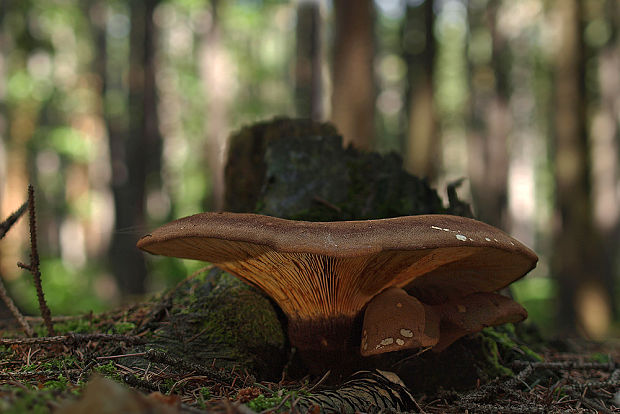 čechračka tmavohlúbiková Tapinella atrotomentosa (Batsch) Šutara