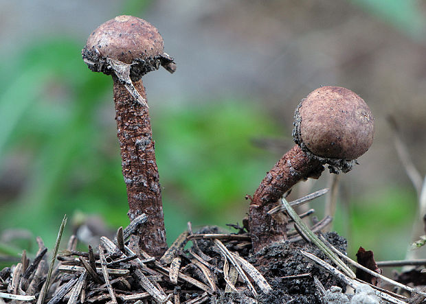 stopkovec hladkovýtrusný Tulostoma fulvellum Bres.