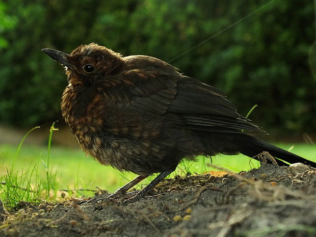 drozd čierny Turdus merula