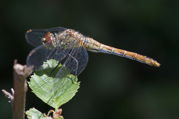 vážka červená  Sympetrum sanguineum