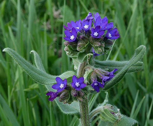 smohla lekárska Anchusa officinalis L.