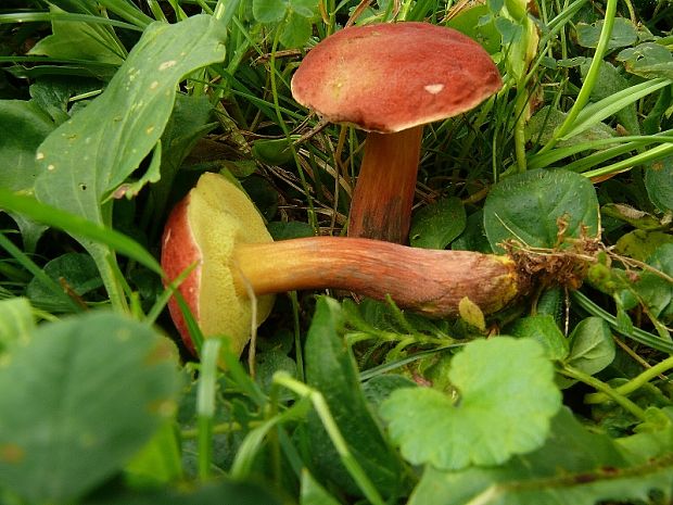 suchohríb karmínový - Hřib červený Boletus rubellus Krombh. 1836 Krombh. 1836