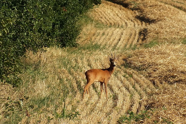 srna lesná Capreolus capreolus