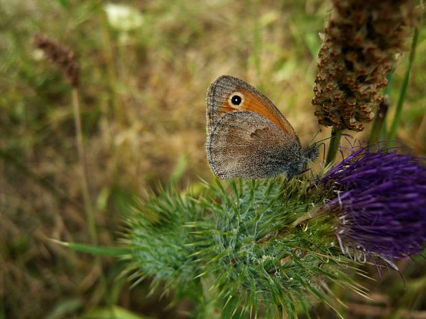 očkáň pohánkový Coenonympha pamphilus