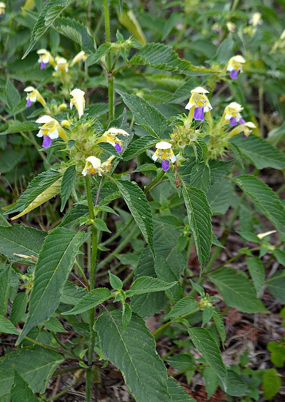 konopnica úhľadná Galeopsis speciosa Mill.