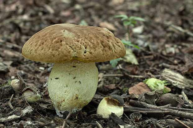 hríb jamkatý Hemileccinum depilatum (Redeuilh) Šutara