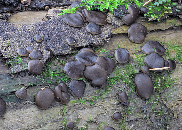 hrubatka fialovočierna Pachyella violaceonigra (Rehm) Pfister