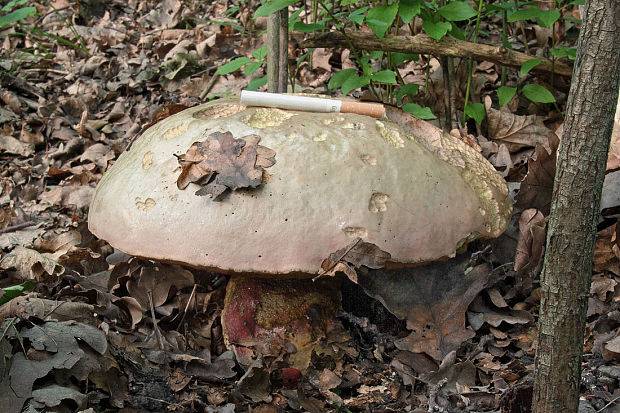 satanský maxi Rubroboletus satanas f. satanas (Lenz) Kuan Zhao & Zhu L. Yang