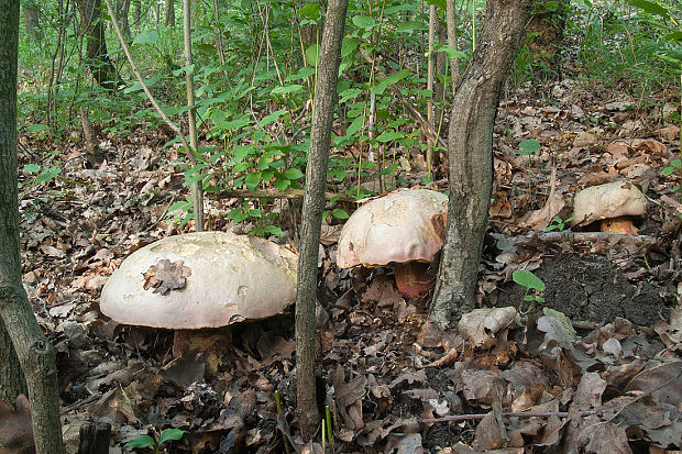 hríb satanský Rubroboletus satanas f. satanas (Lenz) Kuan Zhao & Zhu L. Yang