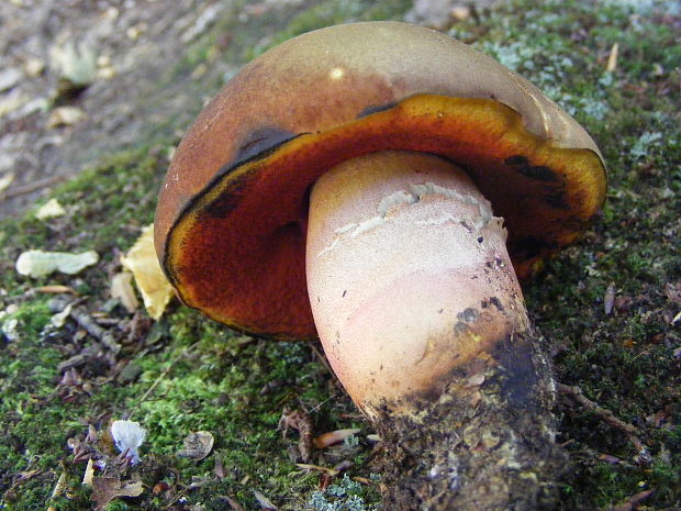 hríb zrnitohlúbikový Sutorius luridiformis (Rostk.) G. Wu & Zhu L. Yang