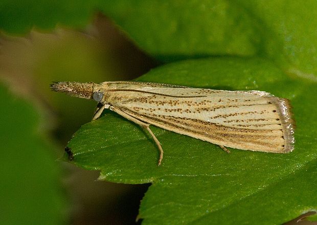 trávovec medničkový Agriphila straminella