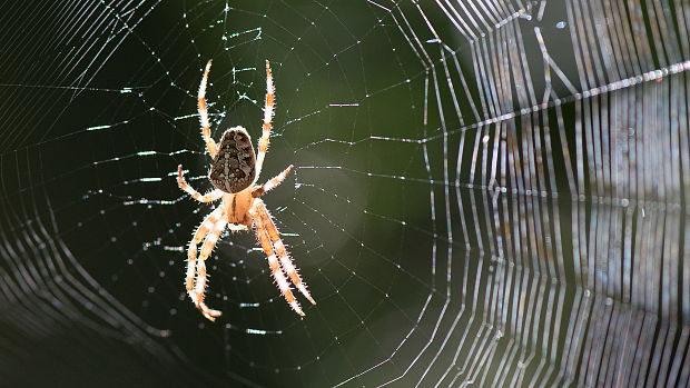 križiak obyčajný Araneus diadematus