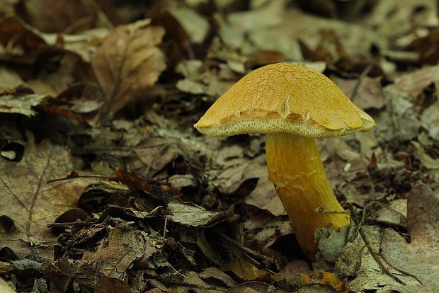 suchohríb moravský Aureoboletus moravicus (Václ. Vacek) Klofac