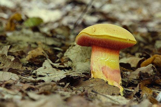 rubínovec obyčajný Chalciporus rubinus (W.G. Sm.) Singer