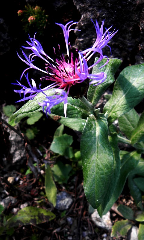 nevädza mäkká Cyanus mollis  (Waldst. et Kit.) J. Presl et C. Presl