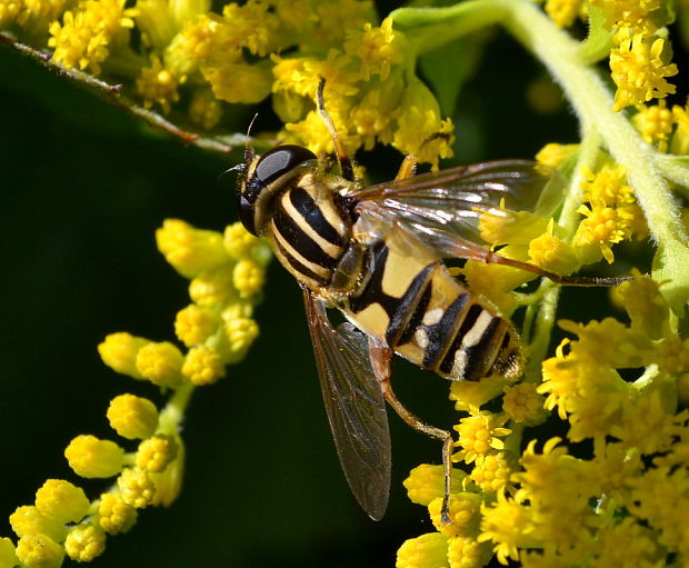 pestrica čiernonosá Helophilus pendulus (Linnaeus, 1758)