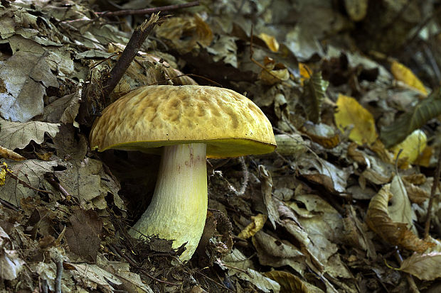 hríb jamkatý Hemileccinum depilatum (Redeuilh) Šutara