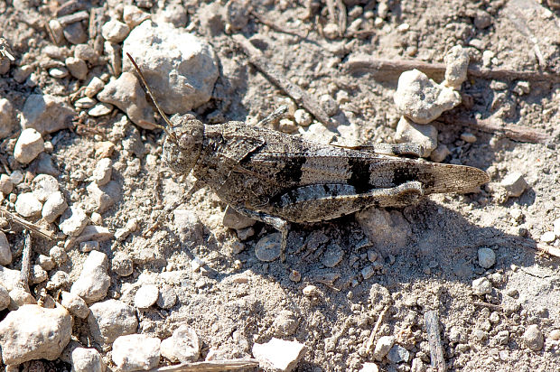 koník modrokrídly Oedipoda caerulescens