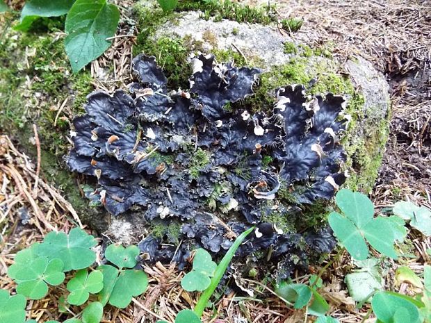 štítnatec Peltigera sp.