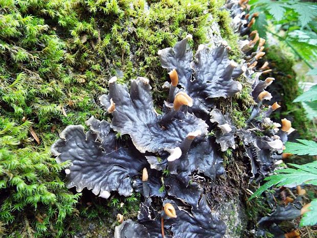 štítnatec Peltigera sp.