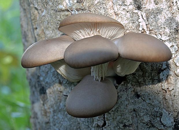 hliva ustricovitá Pleurotus ostreatus (Jacq.) P. Kumm.