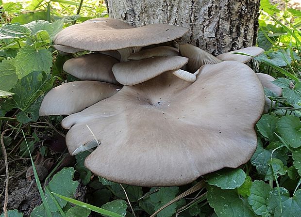 hliva ustricovitá Pleurotus ostreatus (Jacq.) P. Kumm.