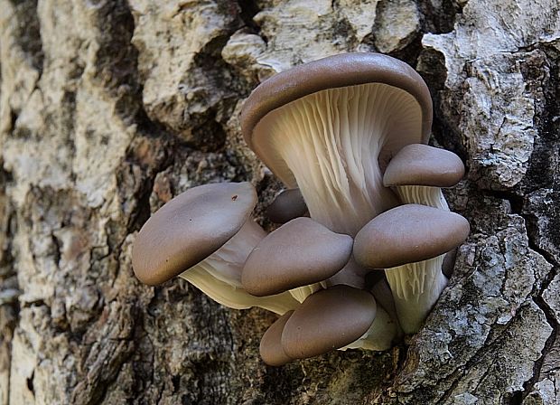 hliva ustricovitá Pleurotus ostreatus (Jacq.) P. Kumm.