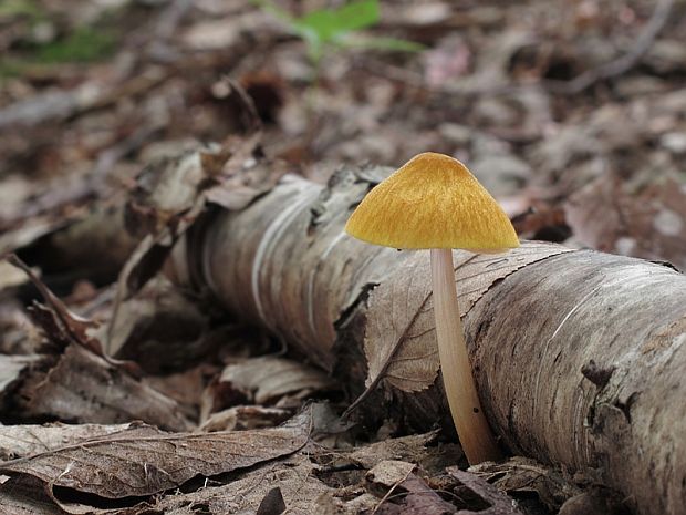 štítovka žltá Pluteus leoninus (Schaeff.) P. Kumm.