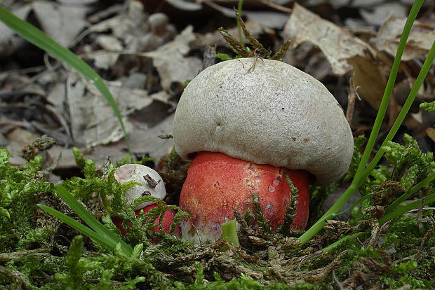 hríb Le Galovej Rubroboletus legaliae (Pilát & Dermek) Della Maggiora & Trassin.