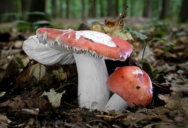 plávka Russula sp.