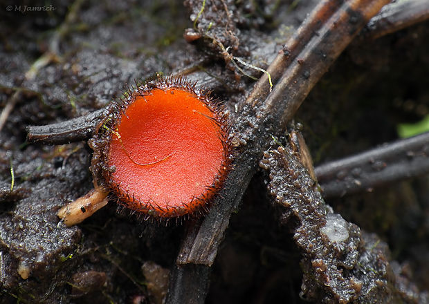 štítovnička Scutellinia sp.