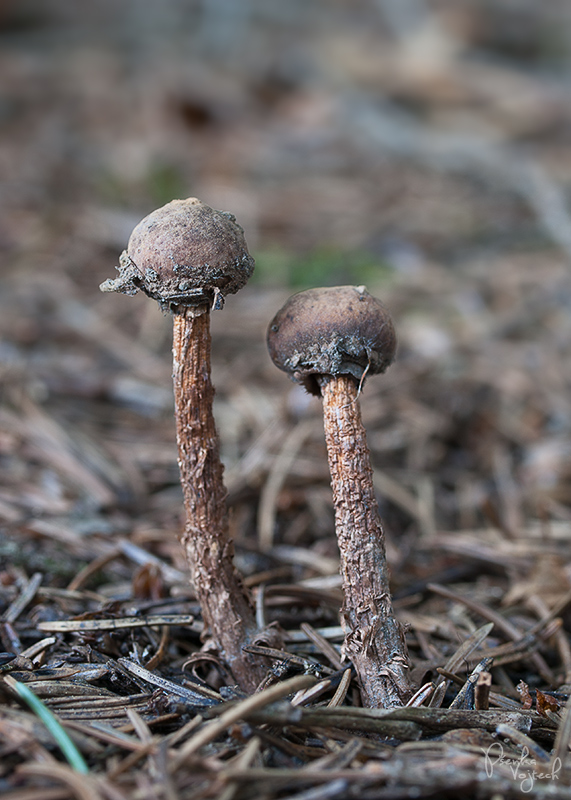 stopkovec hladkovýtrusný Tulostoma fulvellum Bres.