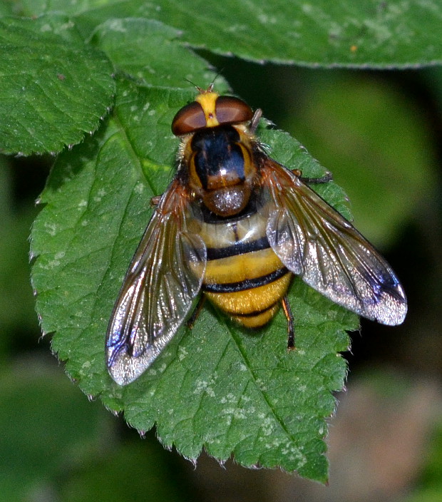 pestrica  ♀ Volucella inanis Linnaeus, 1758