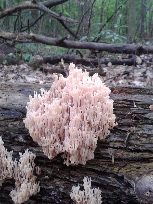 korunovec svietnikovitý Artomyces pyxidatus (Pers.) Jülich