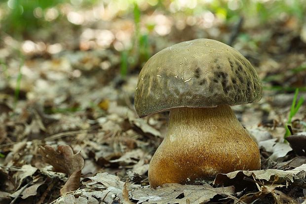 hríb bronzový Boletus aereus Bull. ex Fr.