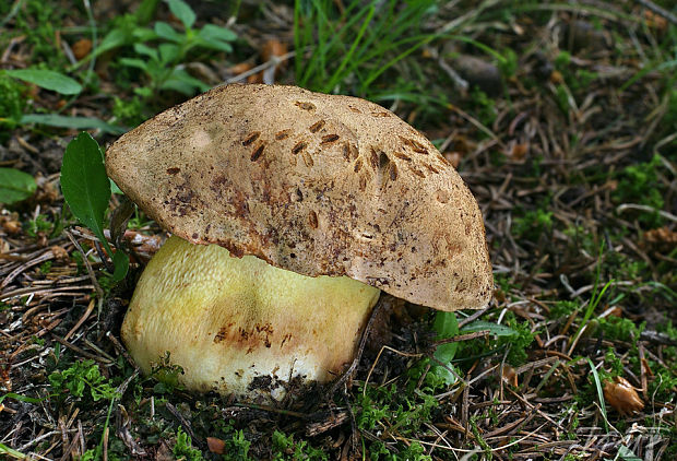 hríb horský Butyriboletus subappendiculatus (Dermek, Lazebn. & J. Veselský) D. Arora & J.L. Frank