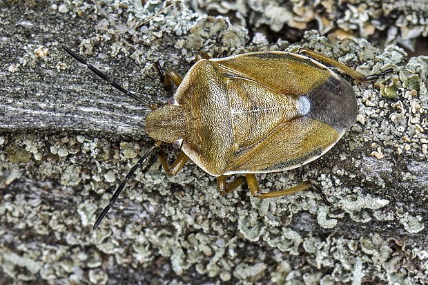 bzdocha Chlorochroa pinicola