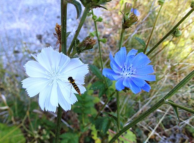 čakanka obyčajná Cichorium intybus L.